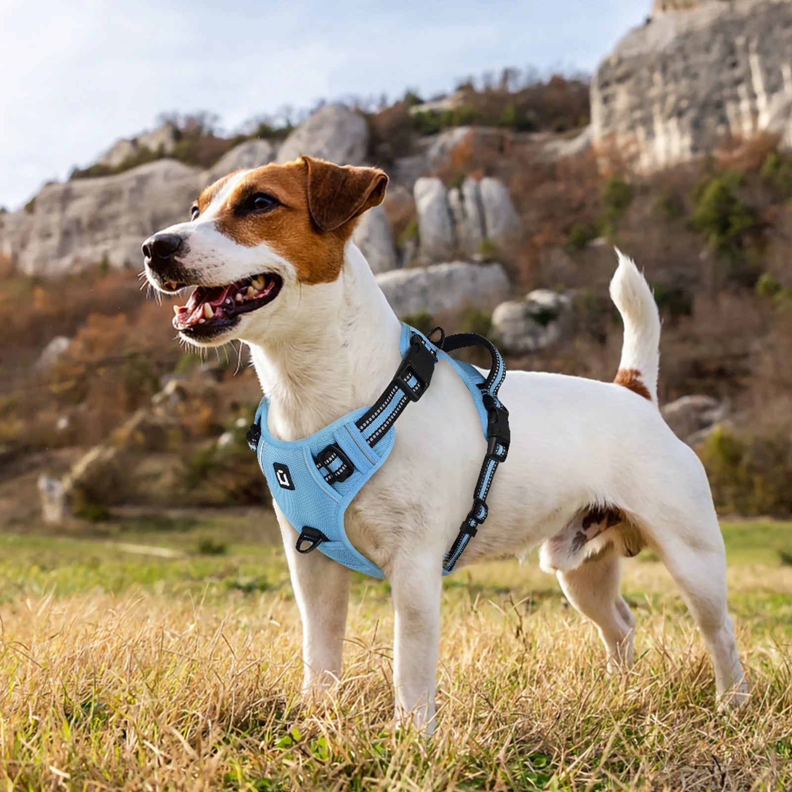 Dog Harness and Leash Set